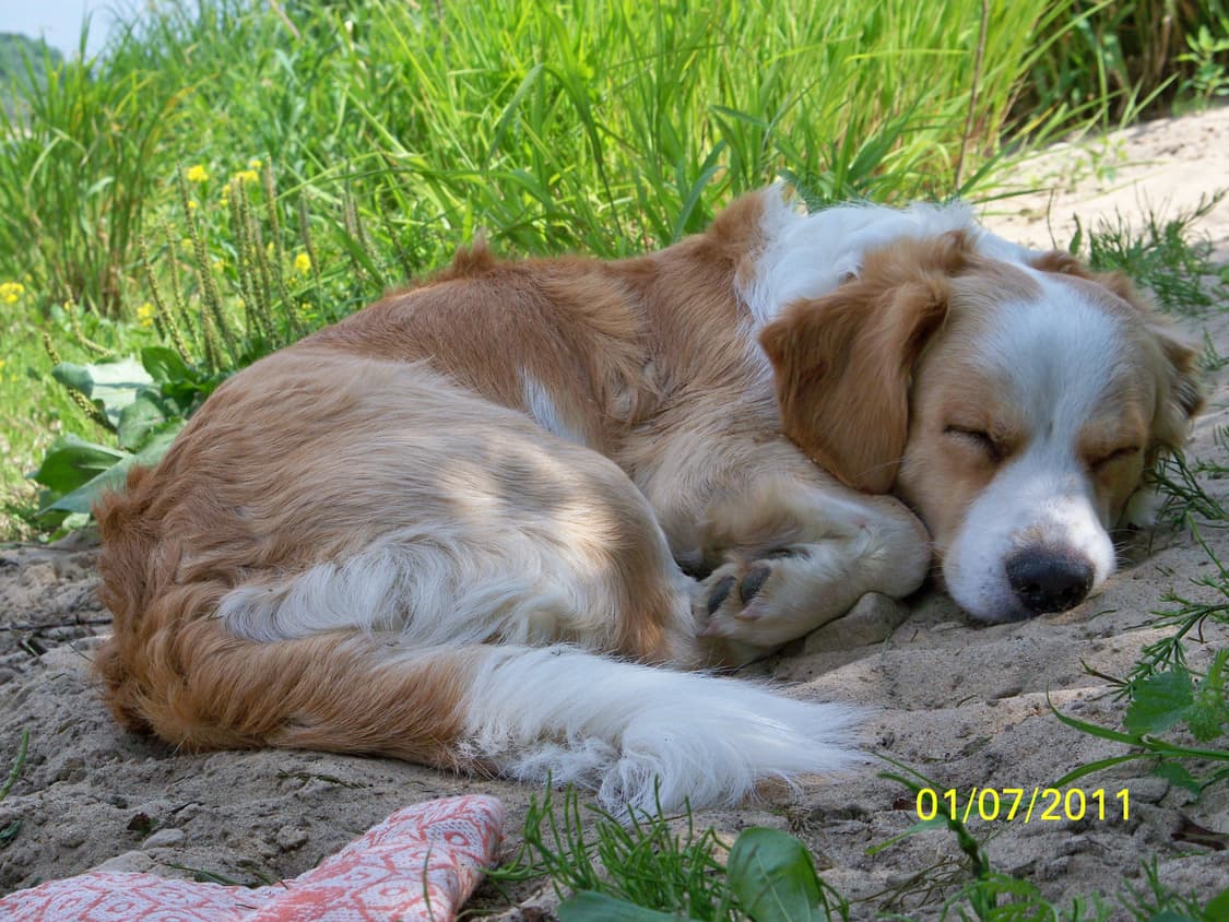 입문) Kodak Easyshare Z1085IS 코닥 이지쉐어 디카 상품이미지10