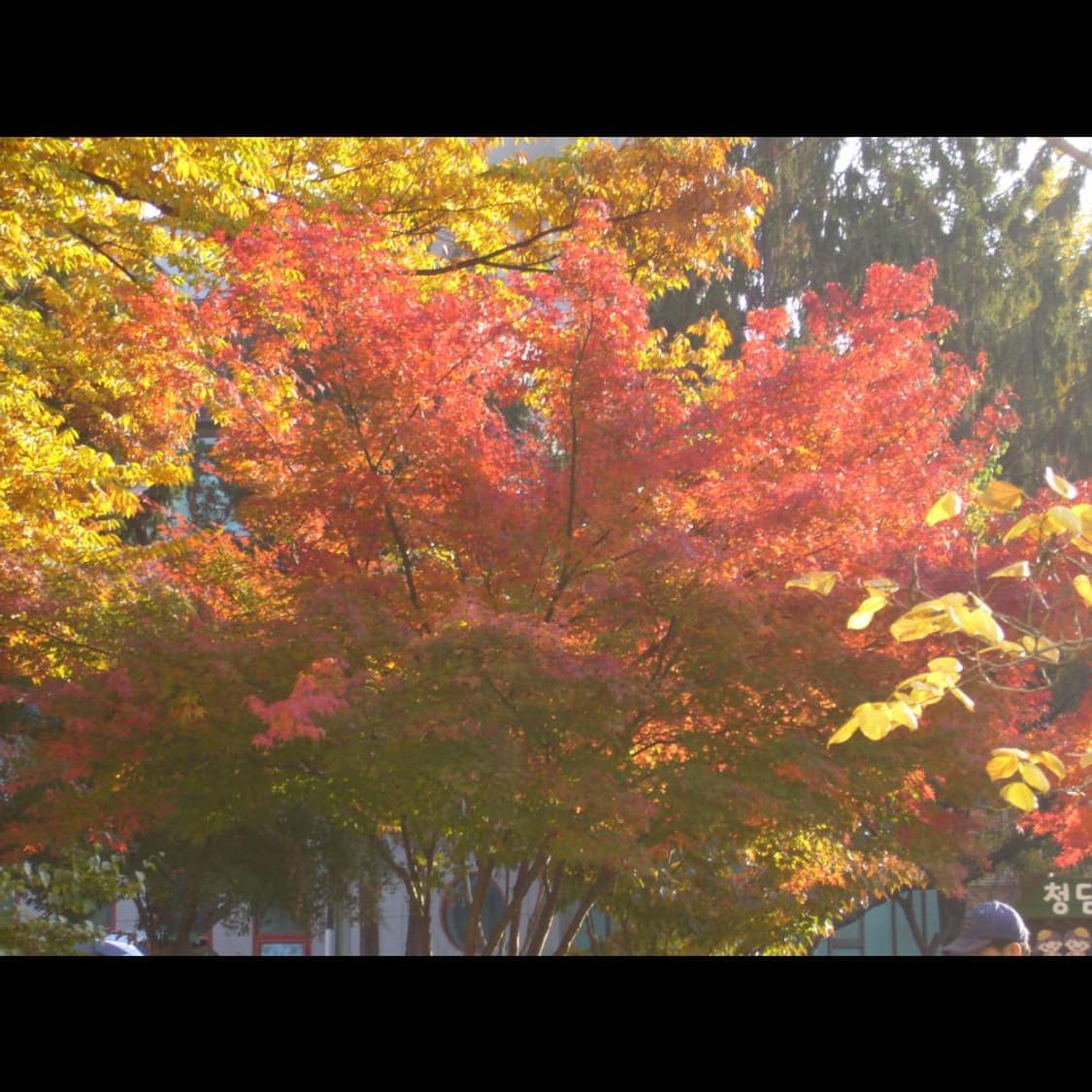 파나소닉 DMC-FX9  실버 메탈릭✨ 빈티지 디카 디지털카메라 상품이미지7