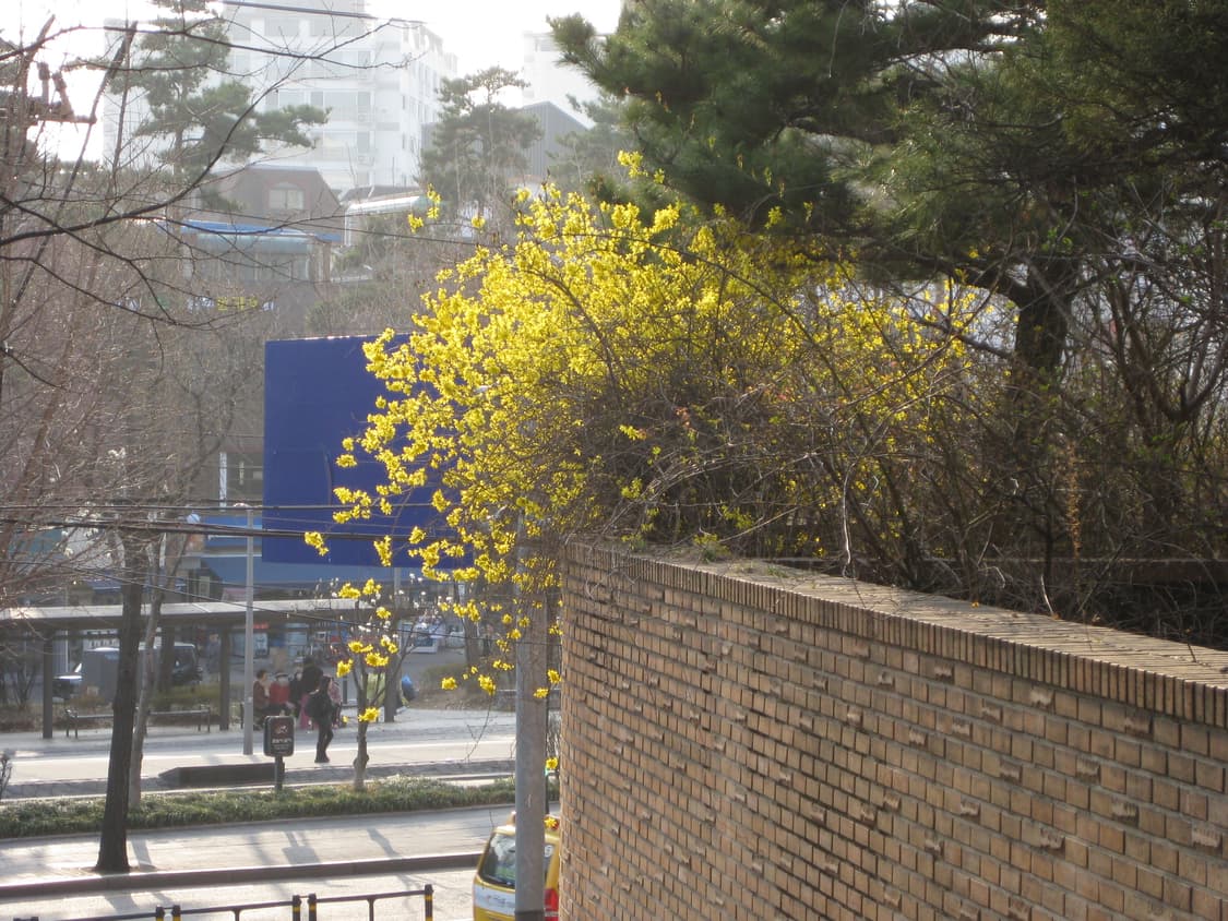 캐논 ixy 20is ixus 80is 상품이미지7