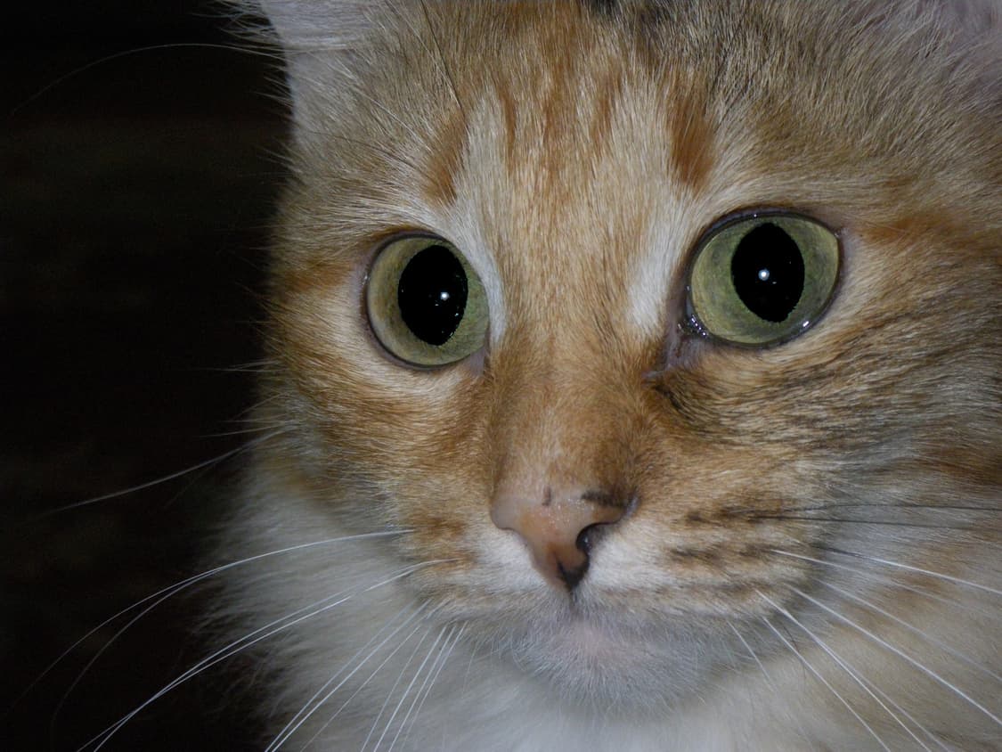 (한국어 지원) 펜탁스 Optio W60 빈티지 디카 디지털카메라 상품이미지9