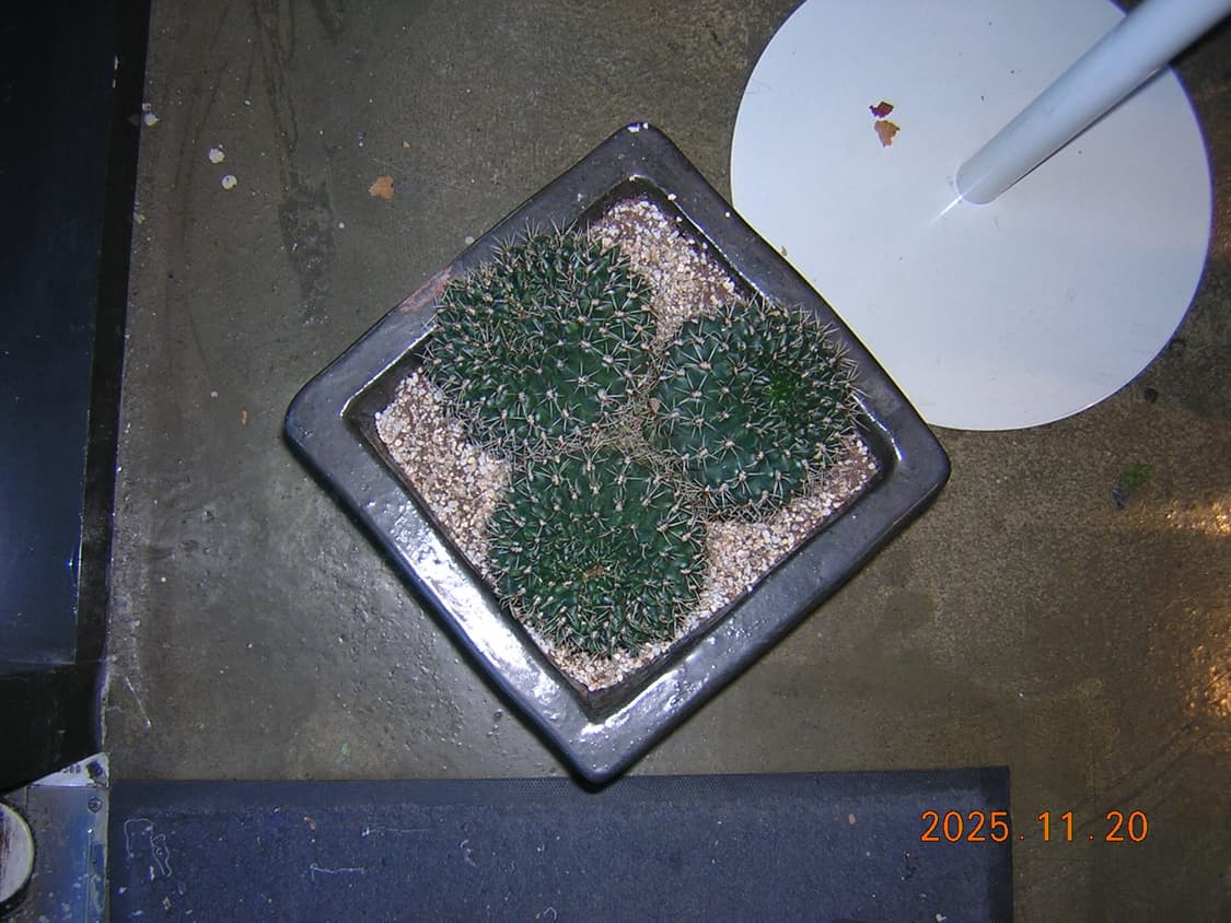 날짜표시)니콘 쿨픽스 2100 블루 빈티지디카 상품이미지10