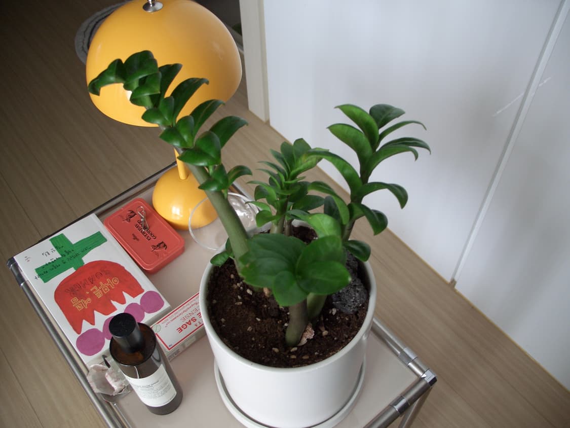 카시오 엑슬림 Casio EXILIM Pro EX-P600 빈티지 디카 상품이미지6