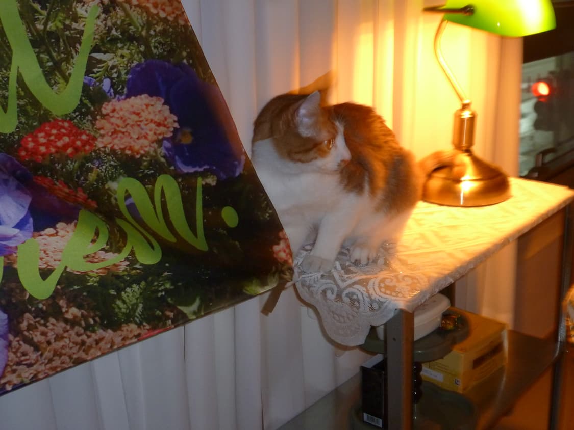 희귀매물 루믹스 DMC-FX65 작례O 상품이미지7