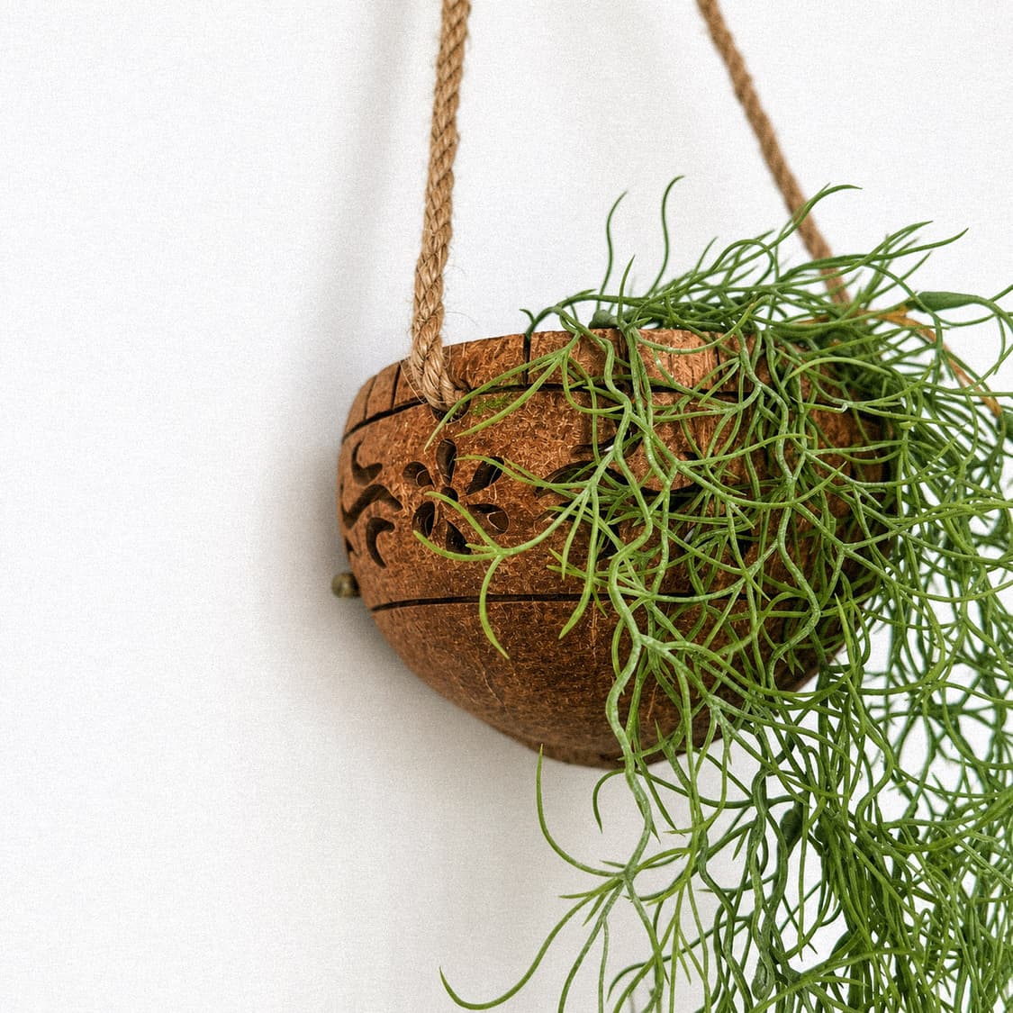 Tillandsia Hanging Plant (조화) 상품이미지2