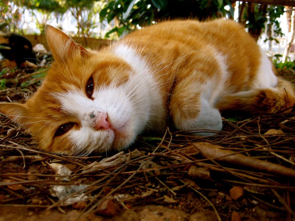 [인플루언서&풀박스!] 캐논 IXY DIGITAL 70 디지털카메라 상품이미지10