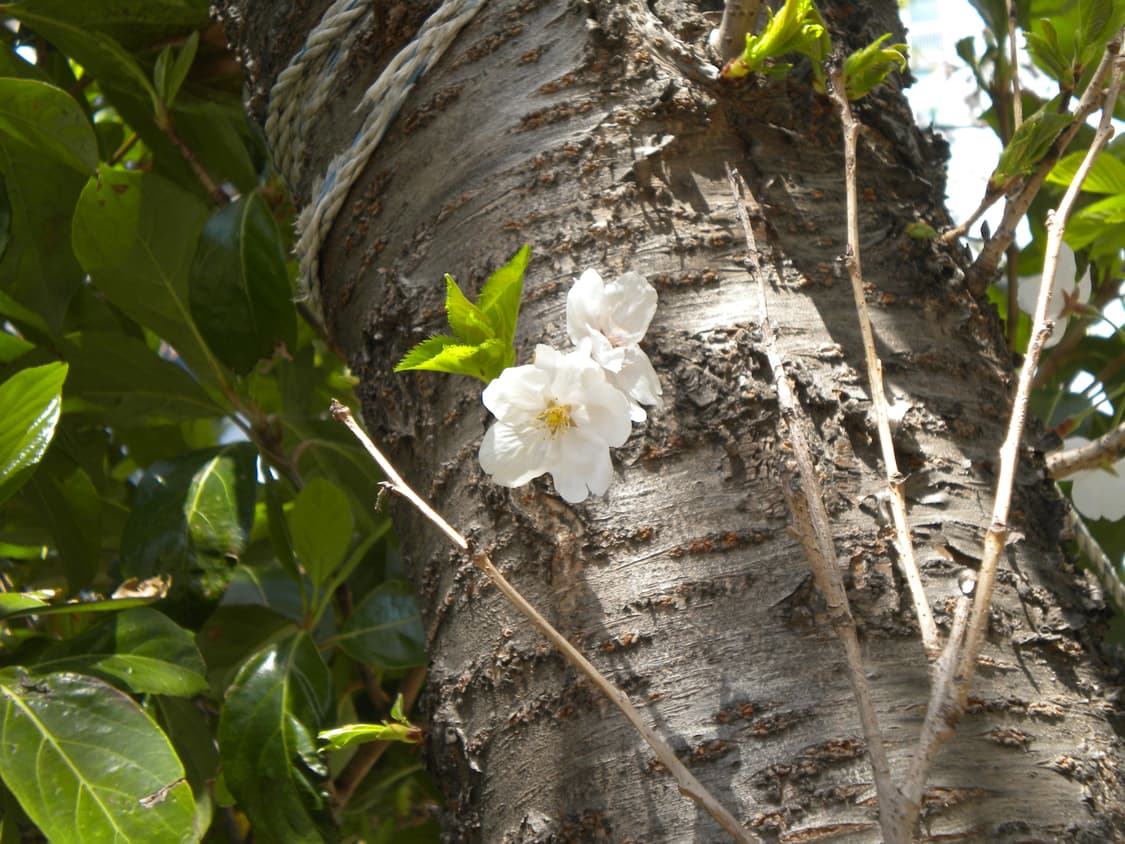 니콘 쿨픽스 s230 예약중입니다 상품이미지5