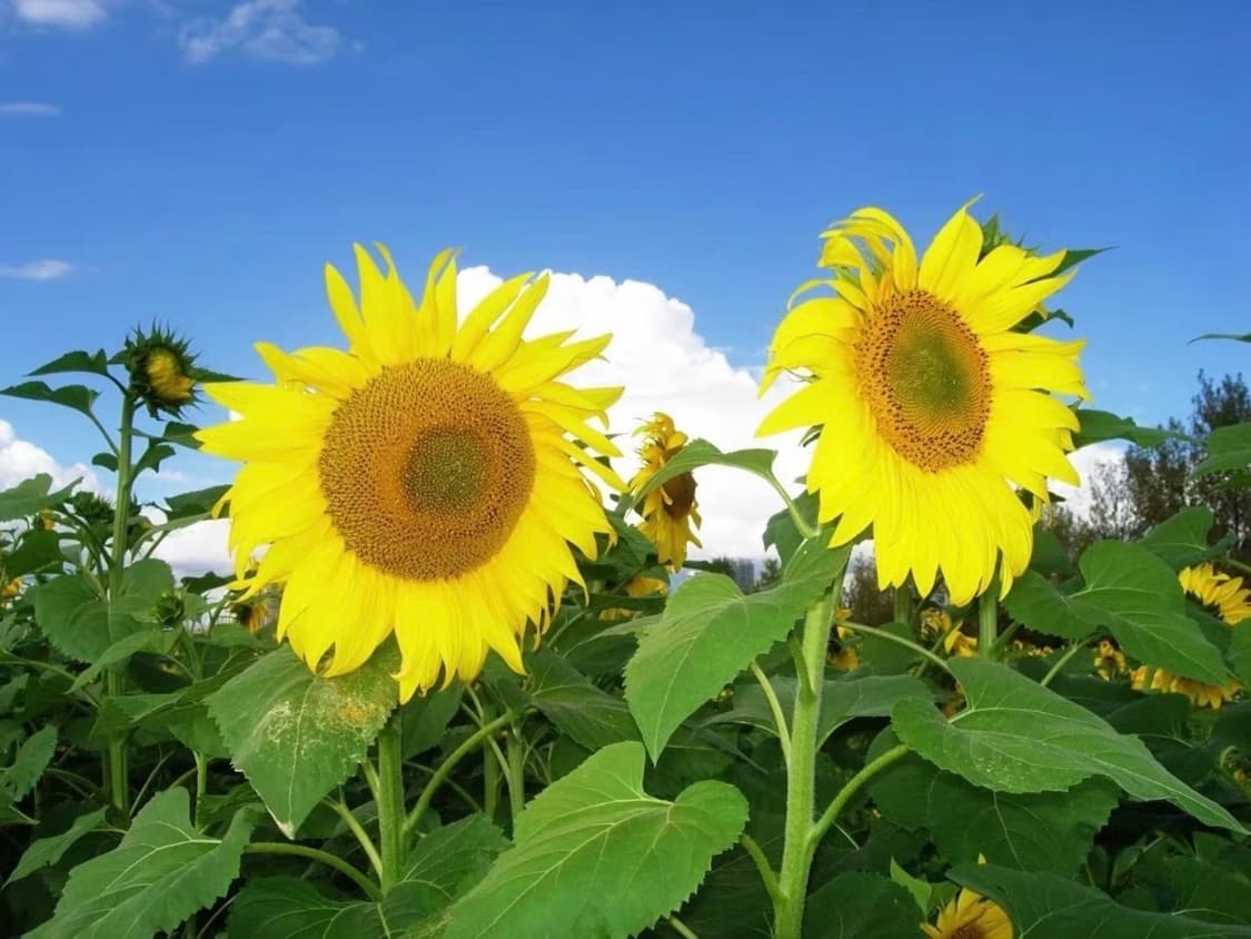 (S급 풀박스🫧) 니콘 쿨픽스 S2900 | Nikon Coolpix 상품이미지5