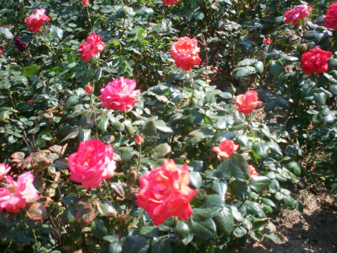 교세라 kyocera ez digital1.3 카메라 상품이미지10