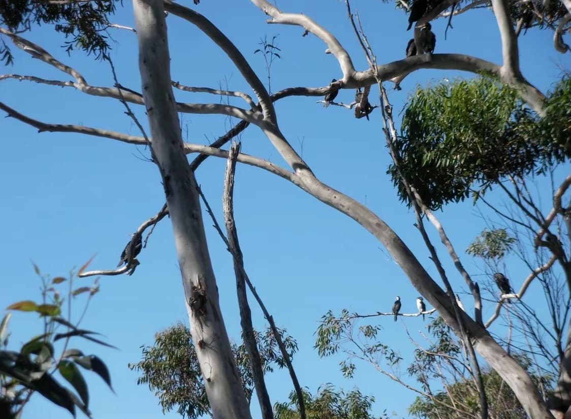 작례🫧𖠳ᐝRICOH 리코 R50 상품이미지9