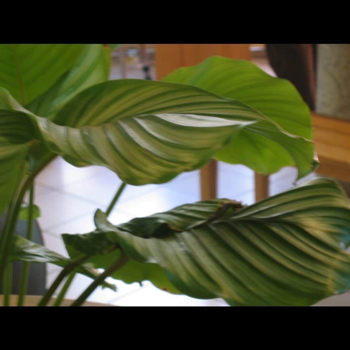 작례⭕️ 캐논 IXY 익시 디지털 400 소프트 메탈 실버 🌫️ 상품이미지8