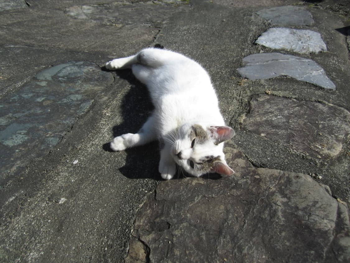 캐논 익서스 Canon IXUS 115 HS 실버(익시 210F) 상품이미지2