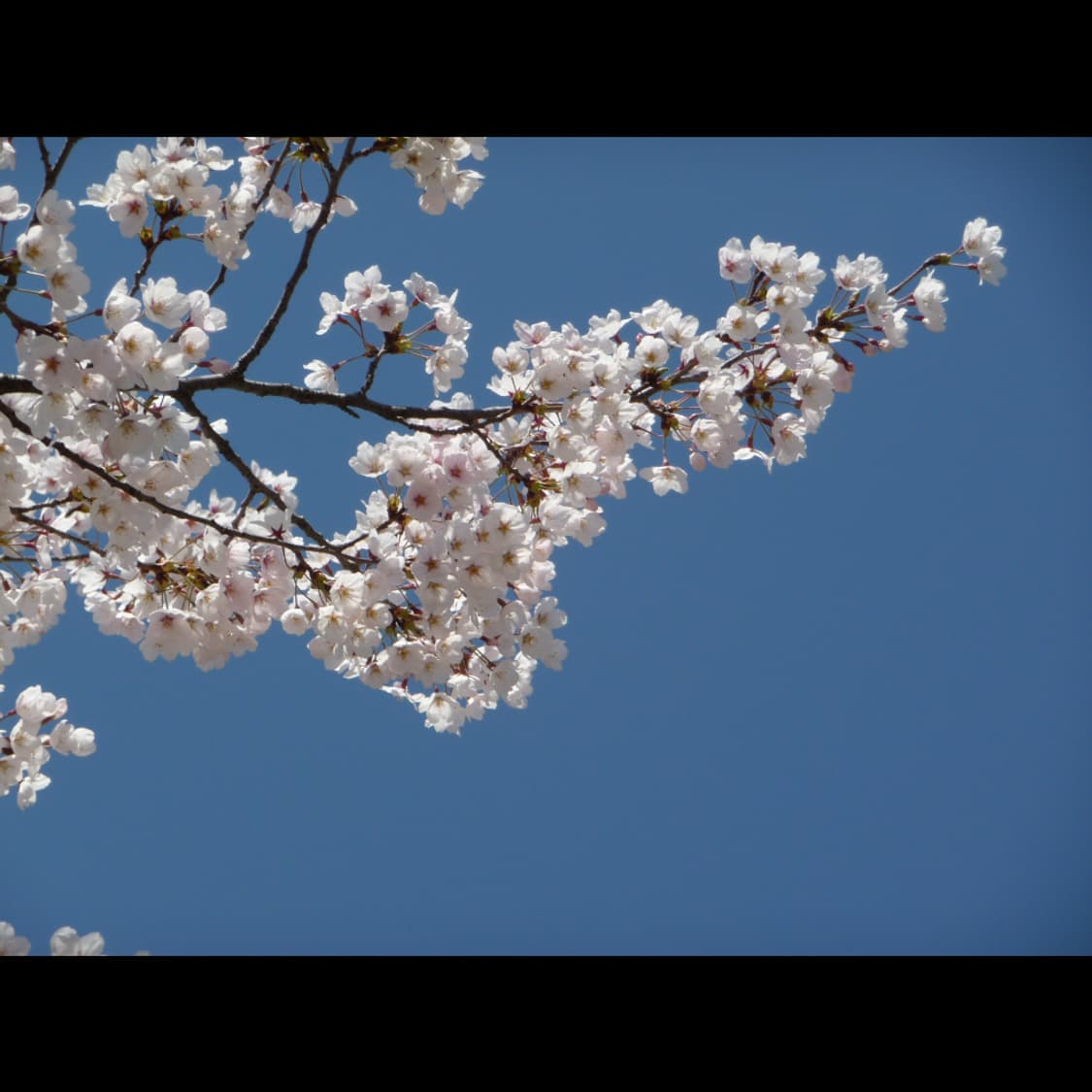 작례⭕️ 파나소닉 루믹스 DMC-TZ5 상품이미지9