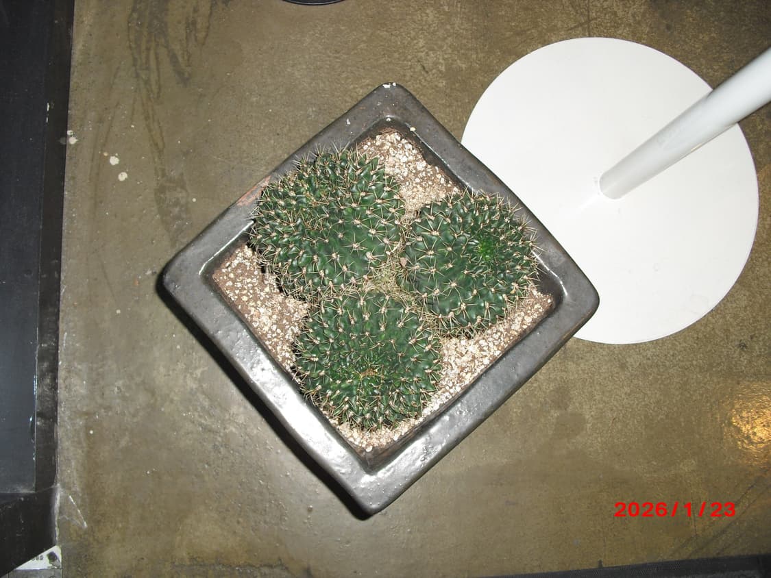 날짜표시)카시오 엑슬림 ex-z1 크롬실버 빈티지디카 상품이미지10