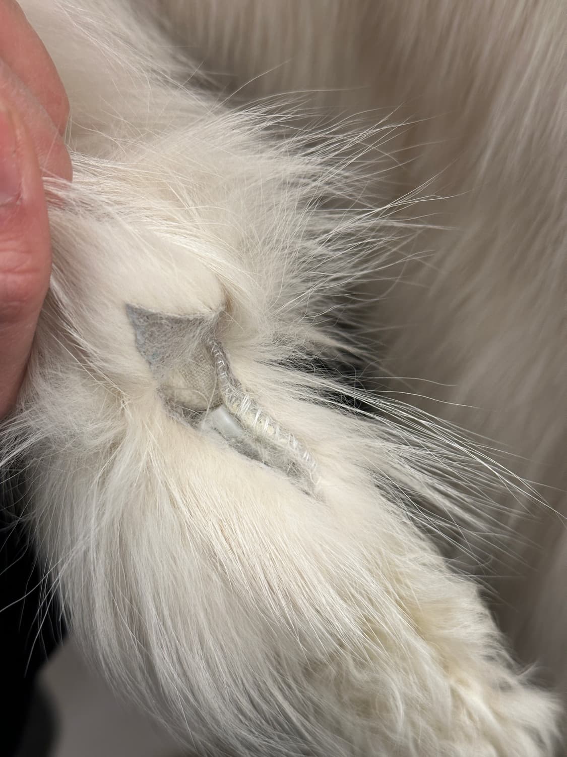 Curly fur strap jacket / ivory 상품이미지9