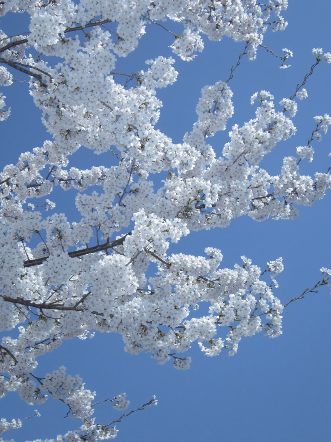 Canon PowerShot a3300is 상품이미지4