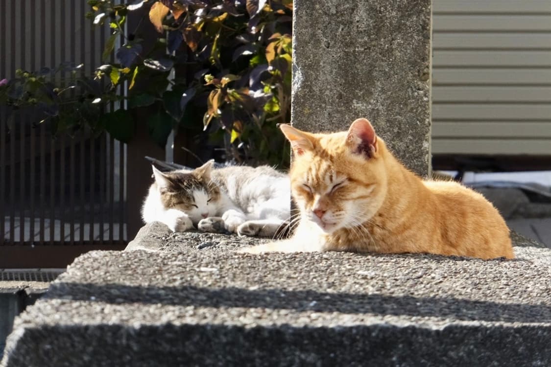 (핑크🎀) 후지필름 파인픽스 FUJIFILM FinePix Z900 상품이미지7