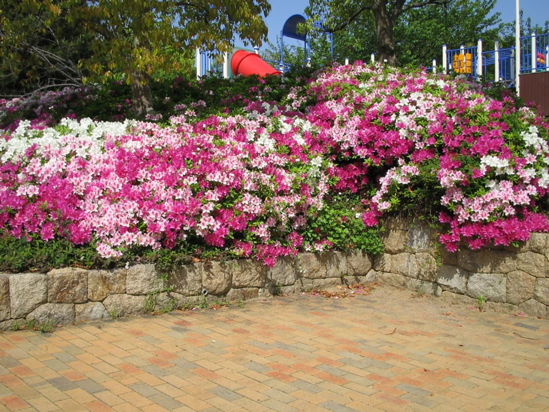 (컴팩트 디카!)  캐논 ixy Digital L  상품이미지10