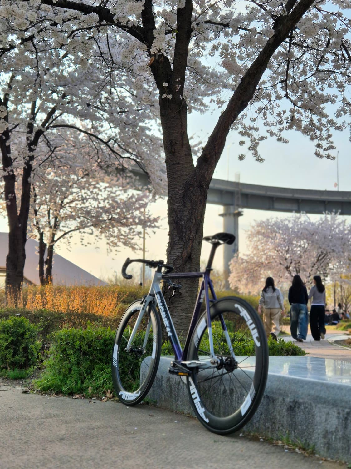 엔진11 크릿디 에그플랜트 상품이미지1