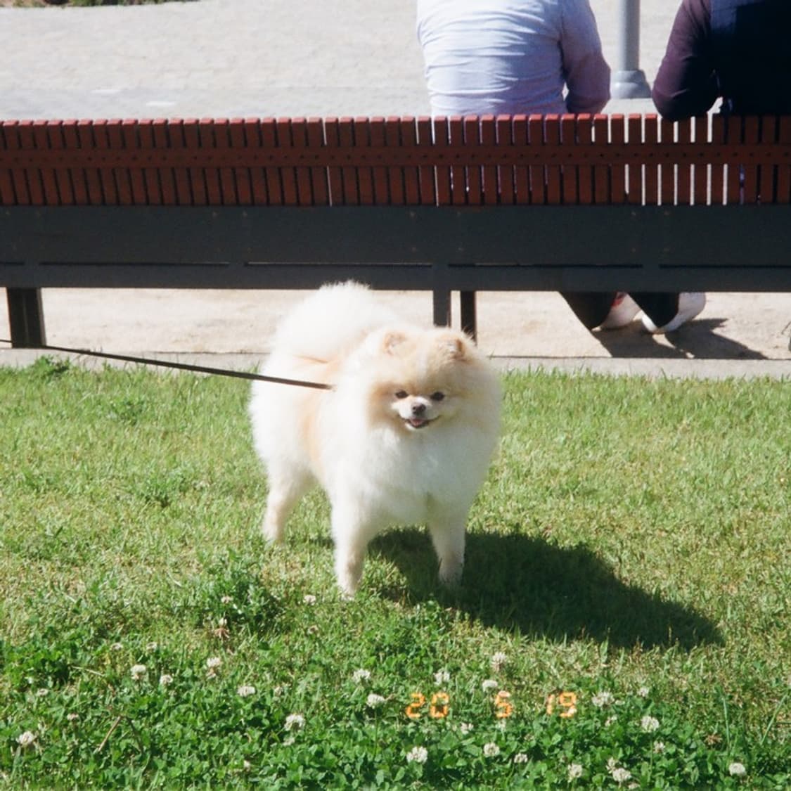 캐논 오토보이 TELE 필름 카메라 (빈티지 카메라) 상품이미지8