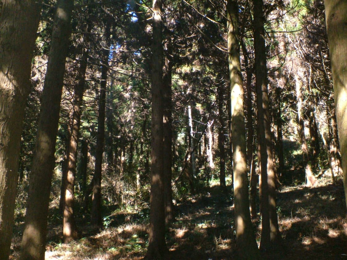 후지필름 파인픽스 A605 상품이미지8