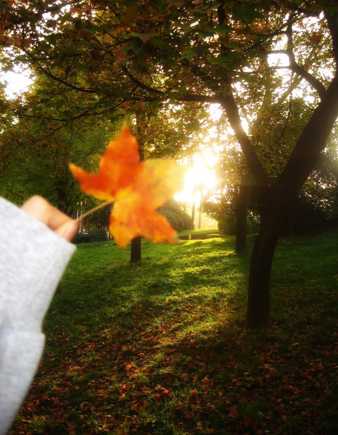 캐논 파워샷 SD1200 (캐논 익서스 95 IXUS 95) 빈티지 디카 상품이미지5