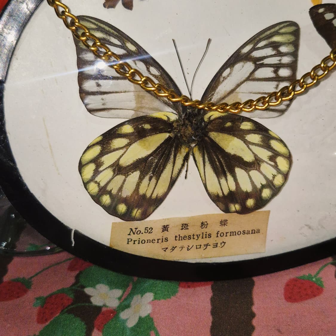 60s 일본 엔틱 나비 표본 벽걸이 장식 상품이미지8