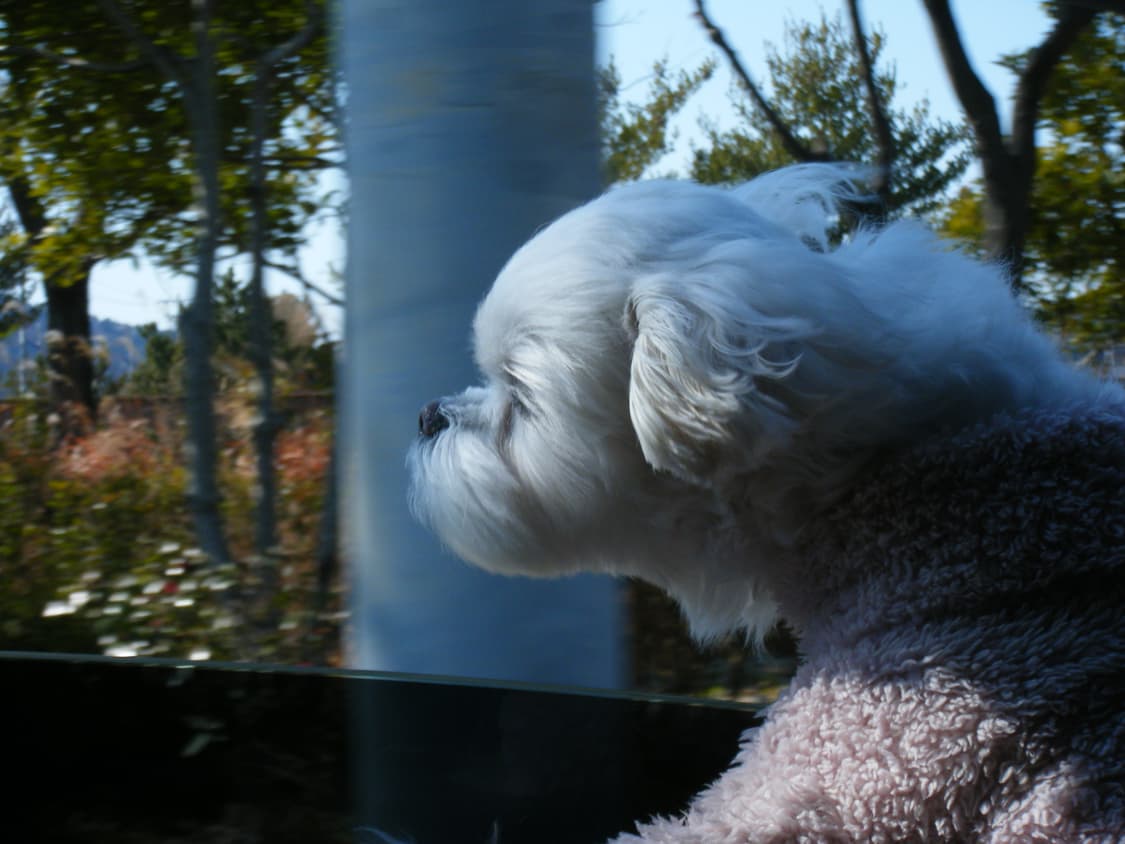 레어/작례O] 슬라이딩 카메라 후지필름 Finepix Z100fd 상품이미지7