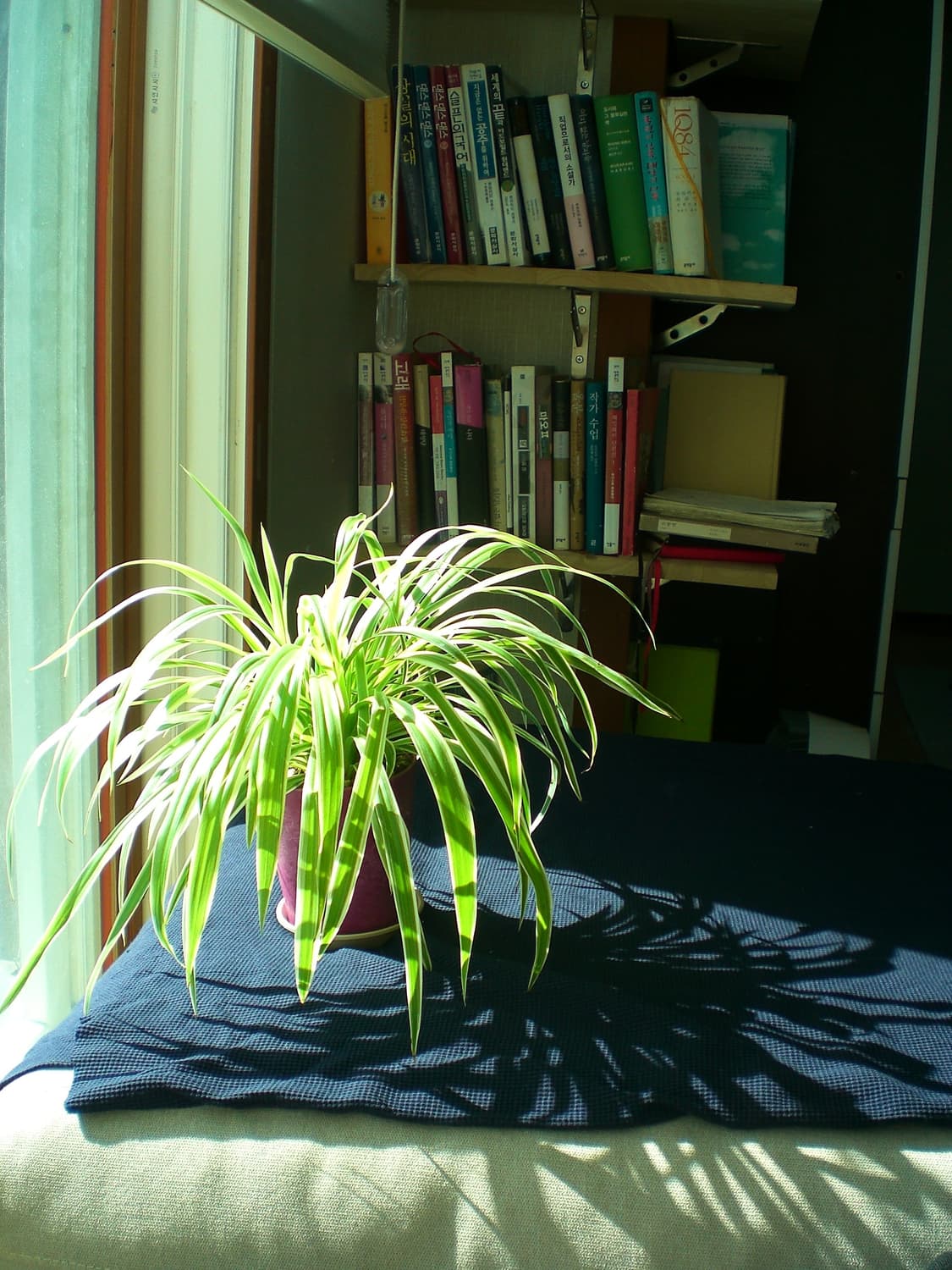 Casio exilm ex-z6a 카시오 디지털카메라 상품이미지4