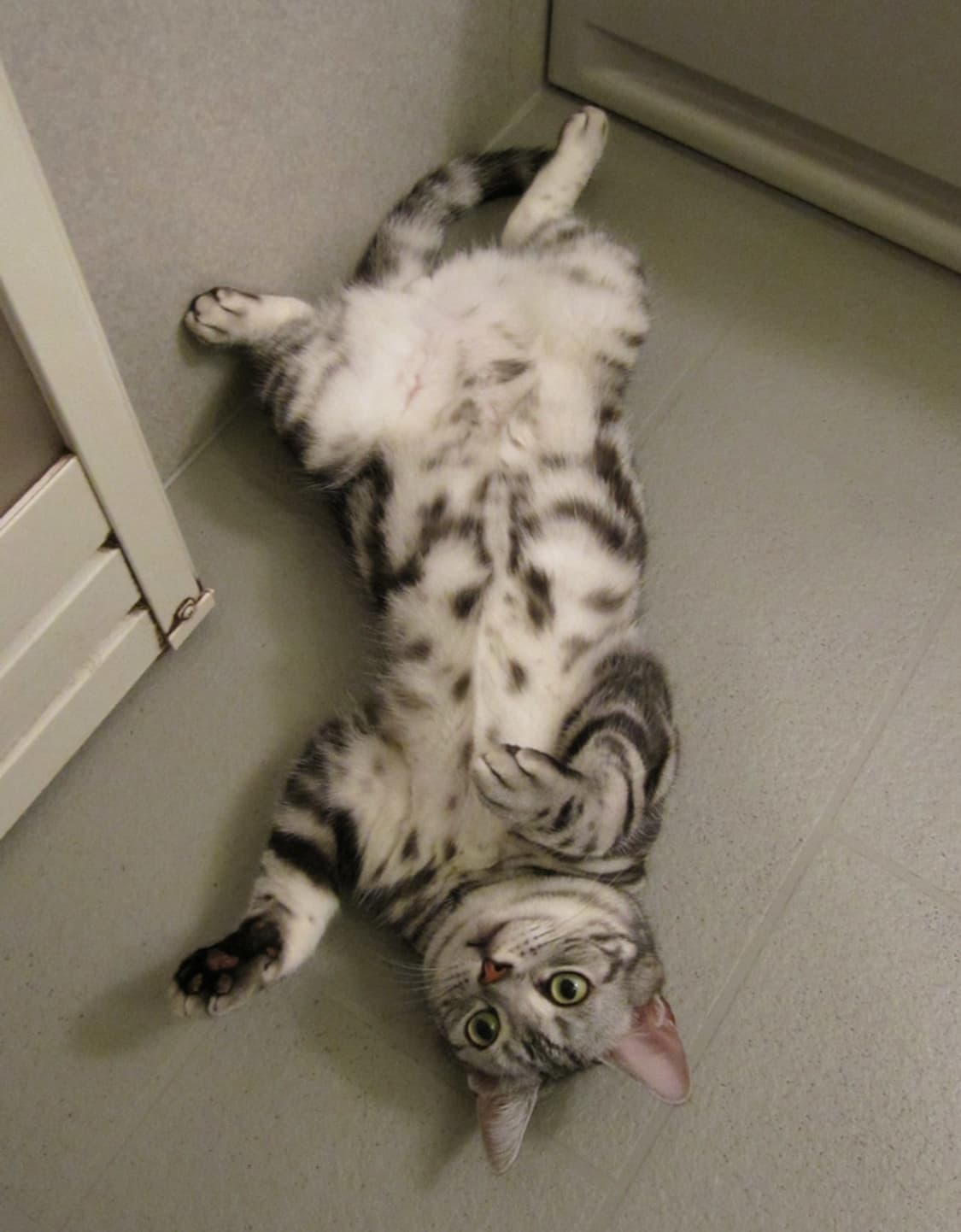 캐논 익서스 Canon IXUS 120 블루 상품이미지3