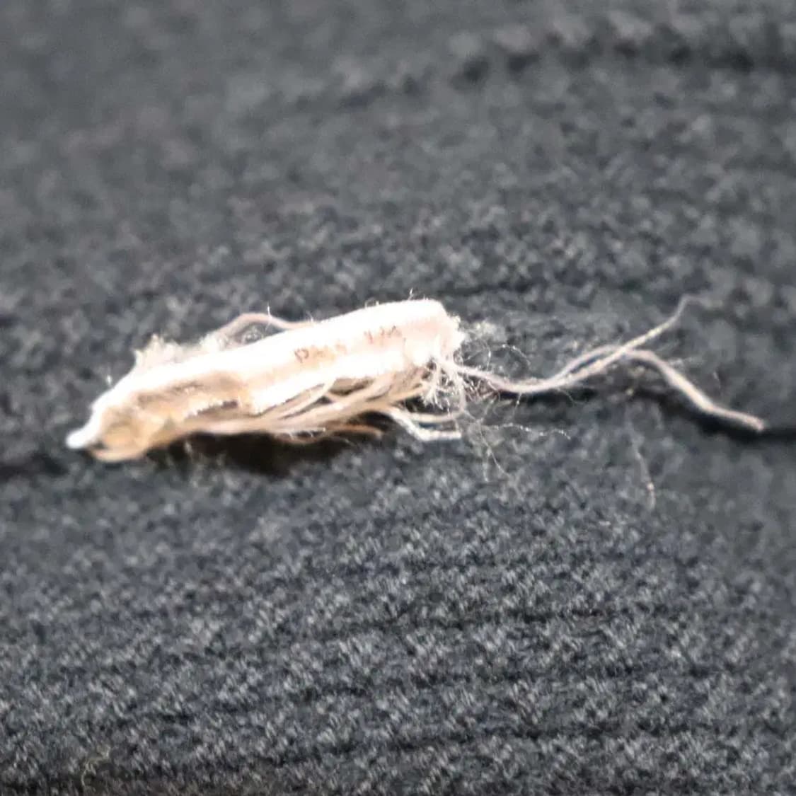 알마니익스체인지 남성95~100 추동자켓 구제렐라so175 상품이미지5