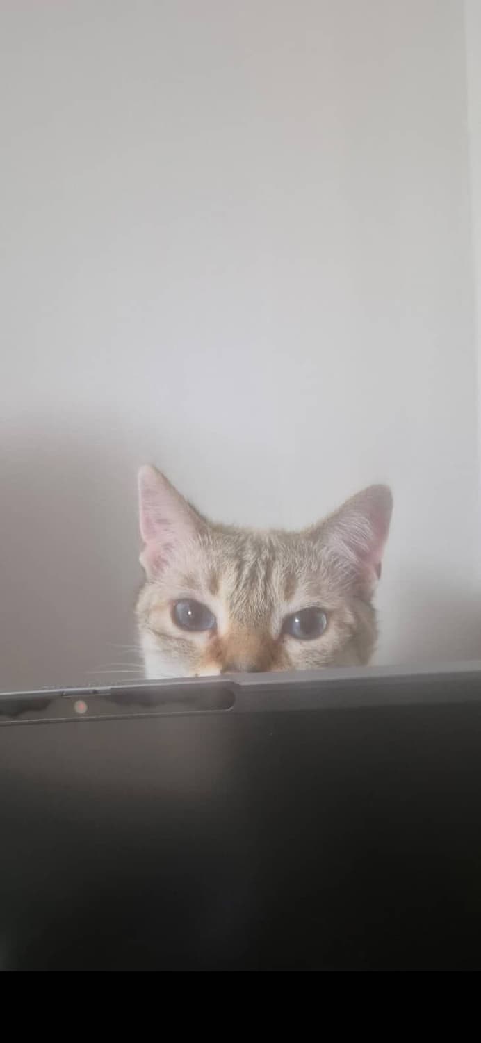 고양이 상품이미지1