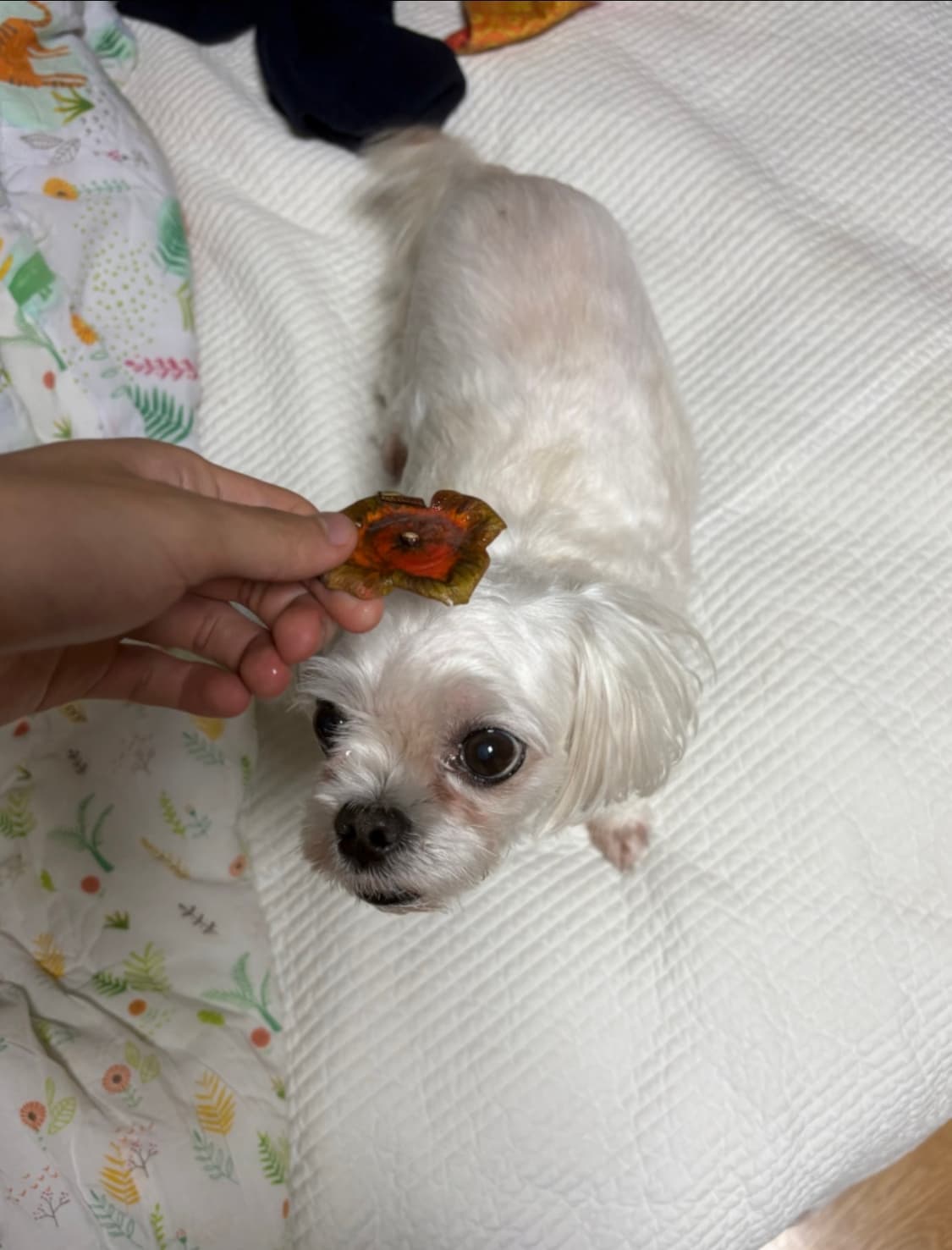 못된강아지 팔아요(사실 안팜) 상품이미지1