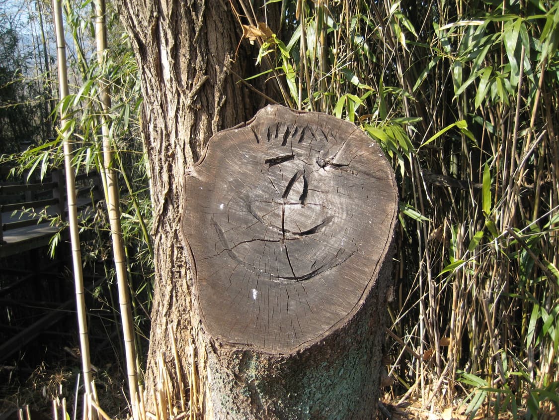 작례o) 캐논 익서스70 미품 상품이미지3