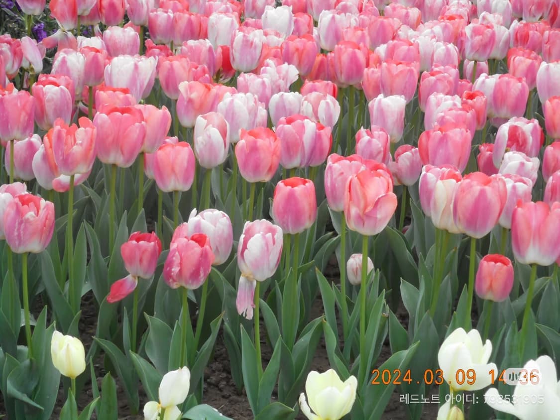 준민트급풀셋!) Nikon coolpix S3600 니콘 쿨픽스 핑크 상품이미지3