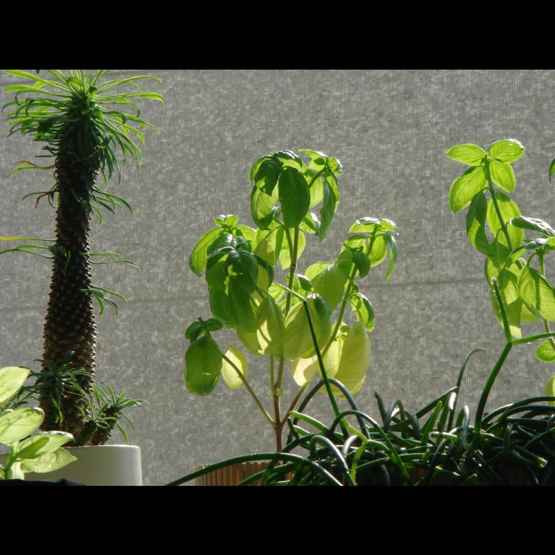 작례⭕️ 소니 사이버샷 DSC-T9 상품이미지3