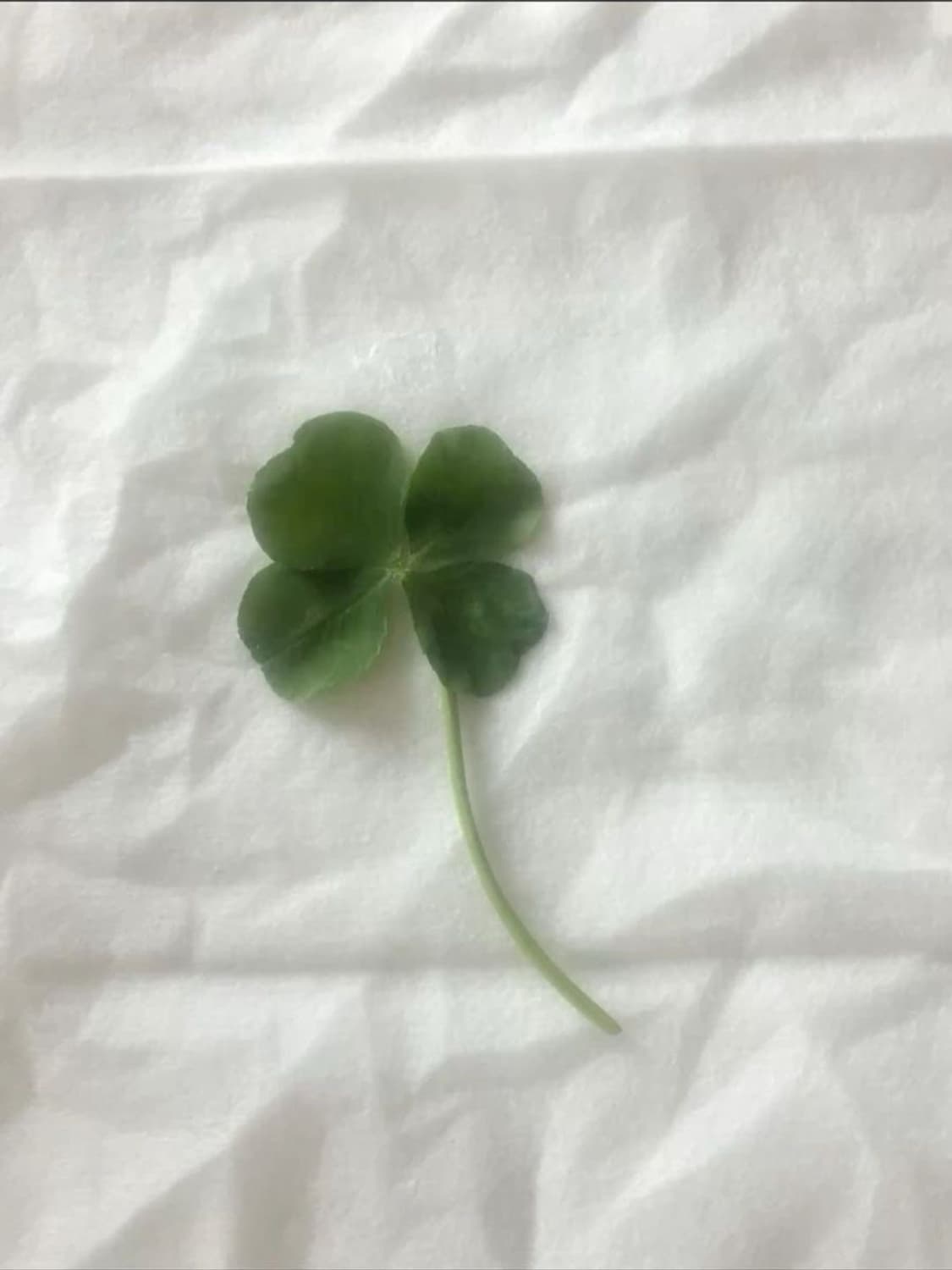 요츠바님 결제창 상품이미지1