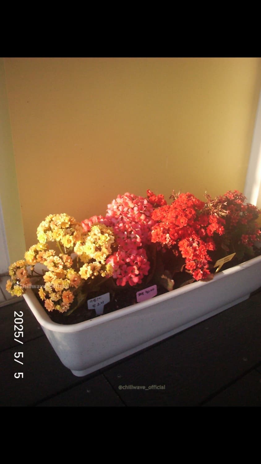 Casio QV7000(1980s Rare) 상품이미지2