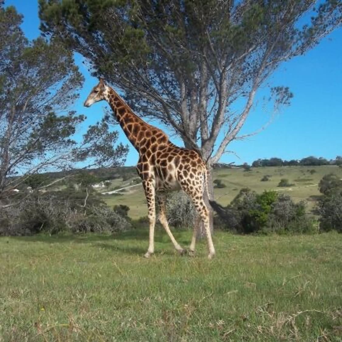 민트급) Kodak EasyShare C143 코닥 이지쉐어 디카 상품이미지9