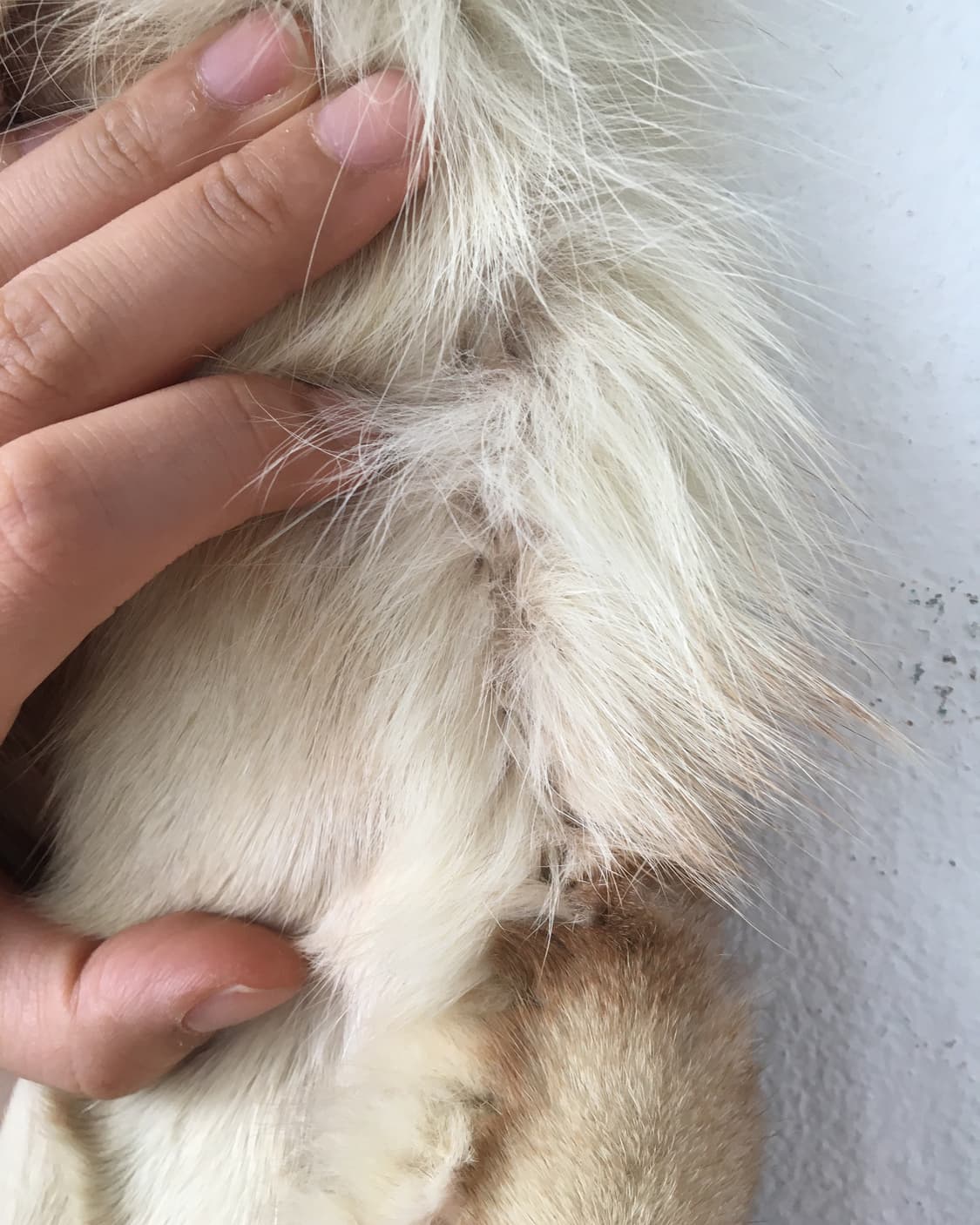 Fox fur zip up lamb leather jacket 상품이미지8