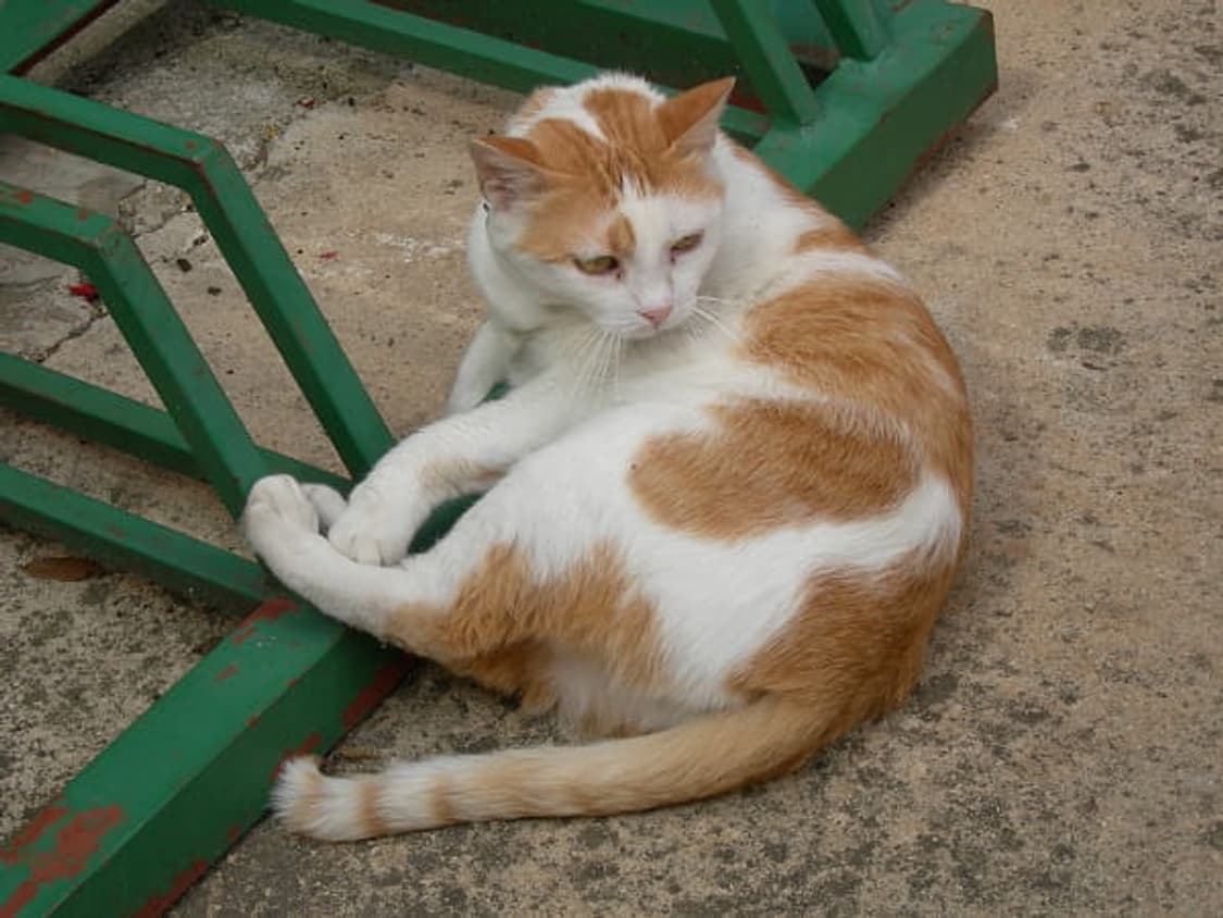 Nikon coolpix e7900 ✧ 니콘 쿨픽스 7900 빈티지디카 상품이미지8