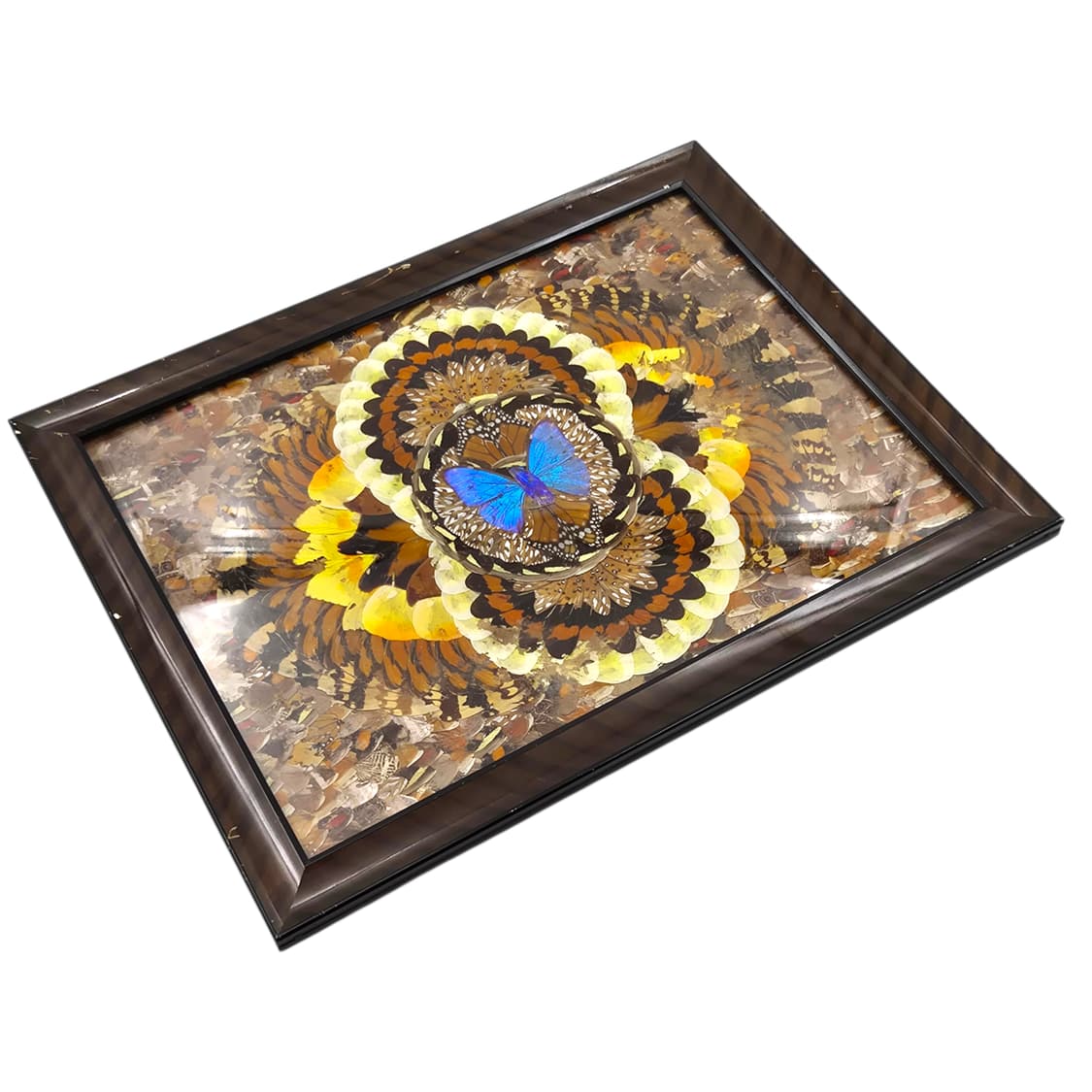 60s 모르포 나비 표본&날개 엔틱 대형 액자 상품이미지3