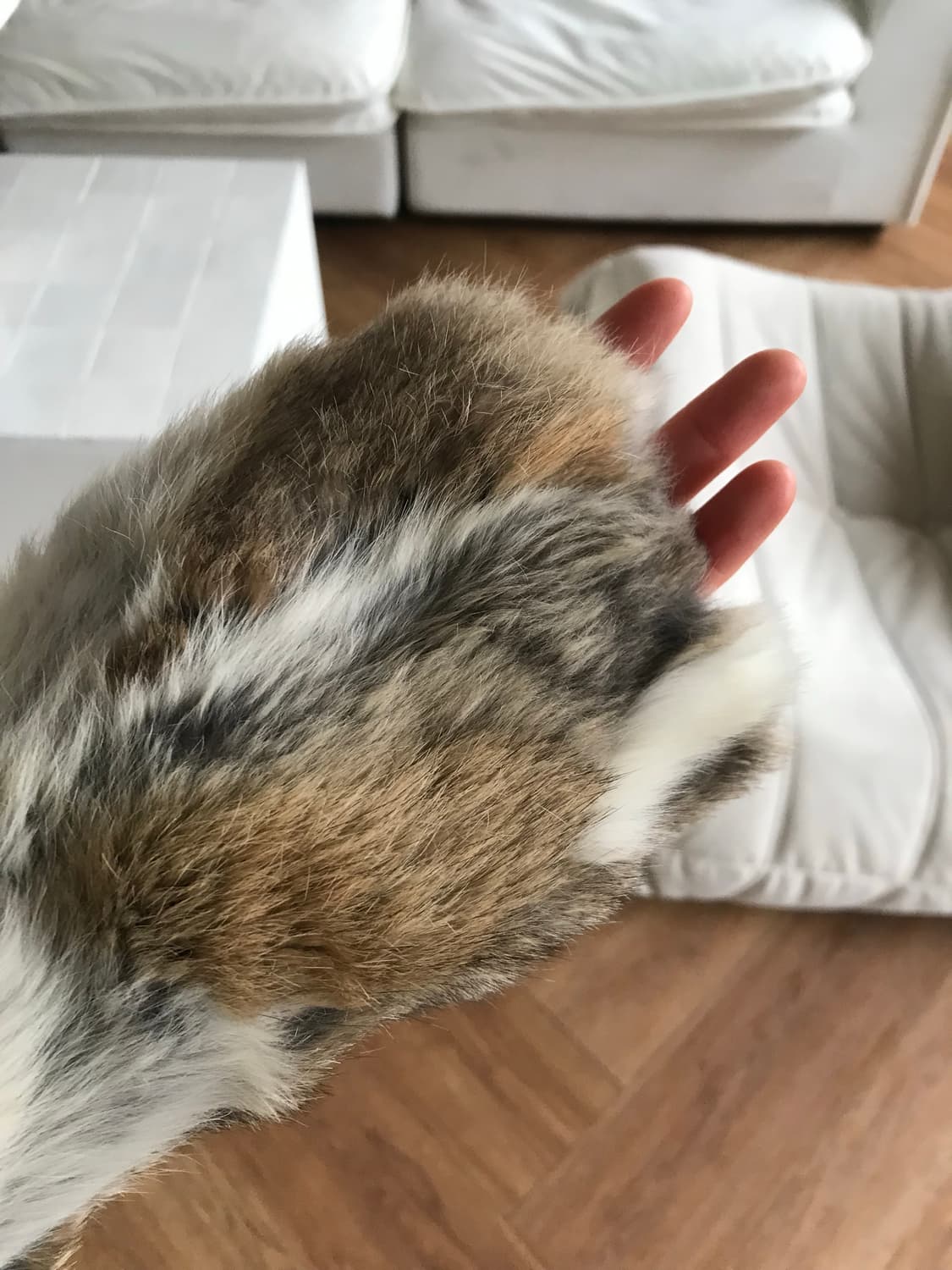 vintage rabbit fur jacket 상품이미지5