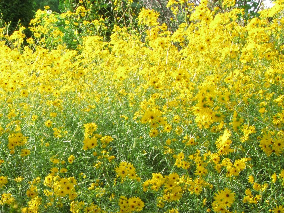 안유진디카📸)캐논 파워샷 G9 상품이미지10