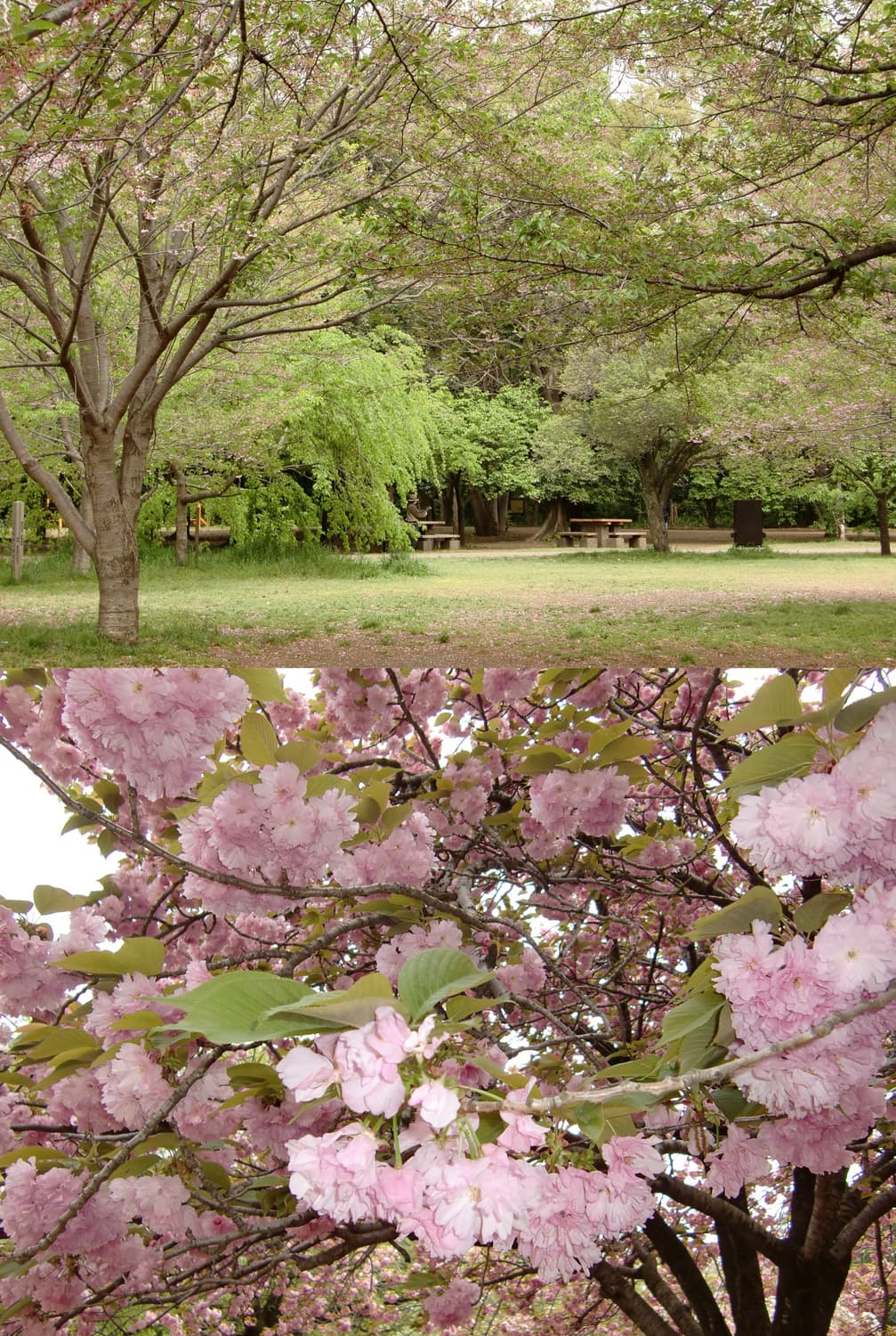 소프트플래시, 메이크업모드, 작례있음) 카시오 Ex-zs450 💖 상품이미지3