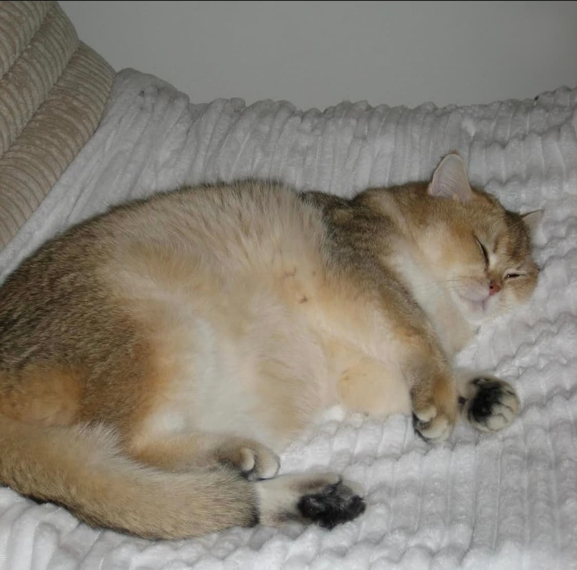 한글지원✨ 캐논 익시 55 (IXY 55 / IXUS 50) ✨아이유픽 상품이미지10