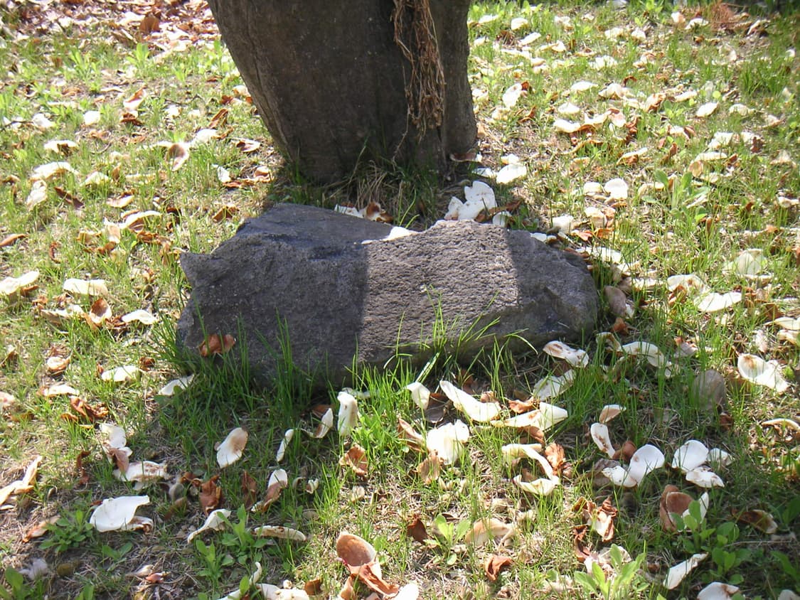 미놀타 디미지 XG Minolta Dimage 디카 레드 상품이미지7