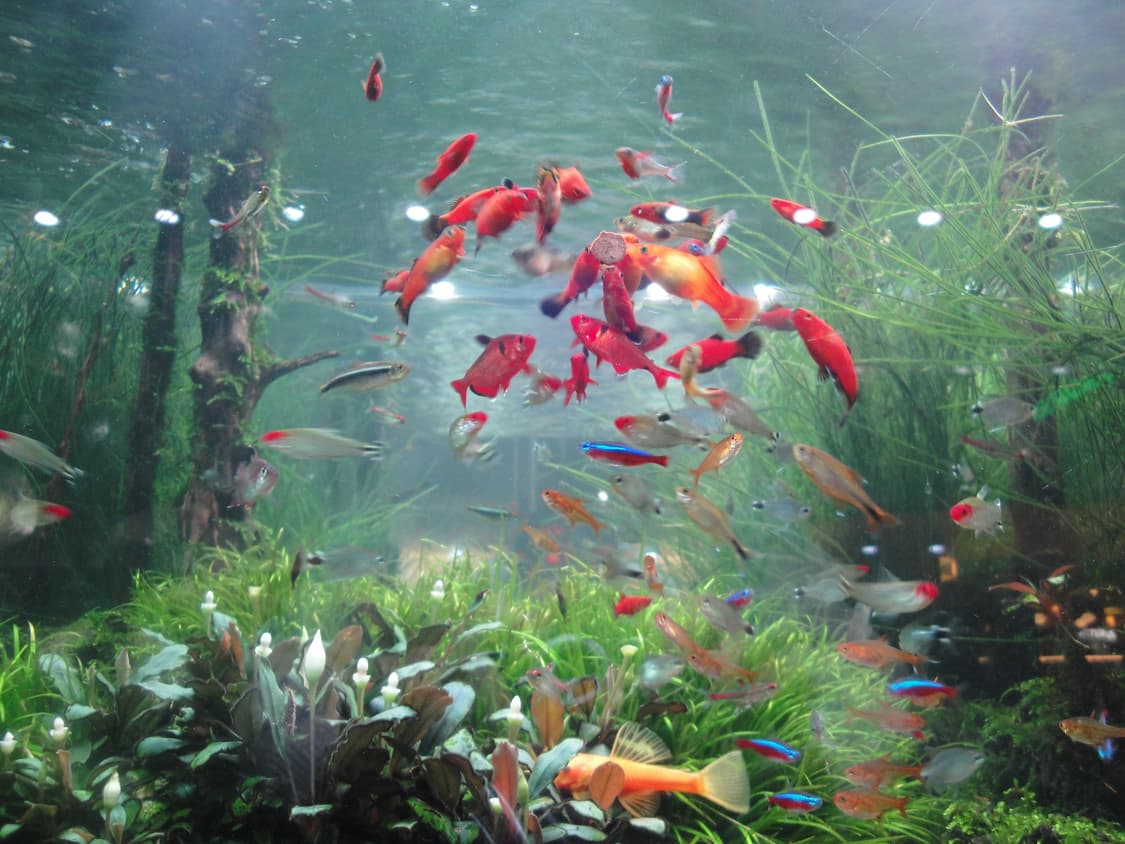 소니 사이버샷 DSC-W270 디지털 카메라 작례있음 상품이미지8