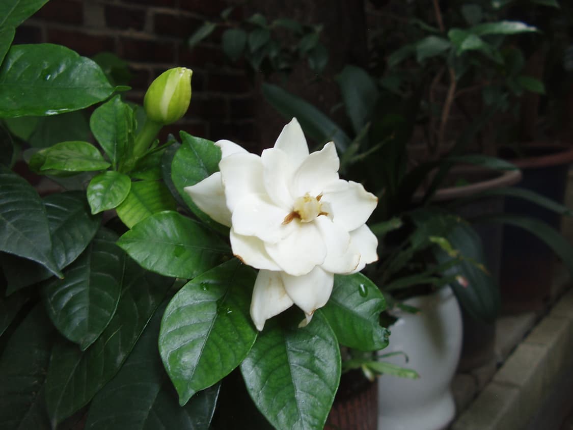 올림푸스 az-1 디카 (빈티지 카메라) 상품이미지10