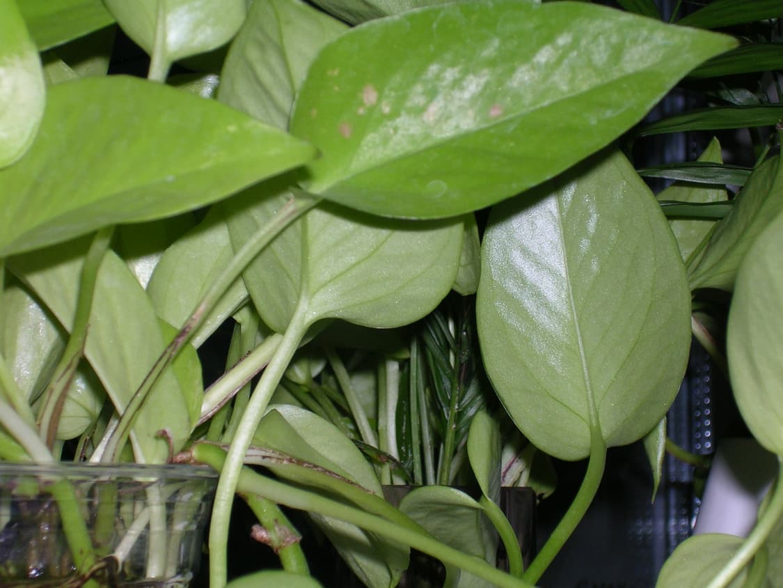 작례O) 니콘 쿨픽스 3200 레드 빈티지 디카 상품이미지9