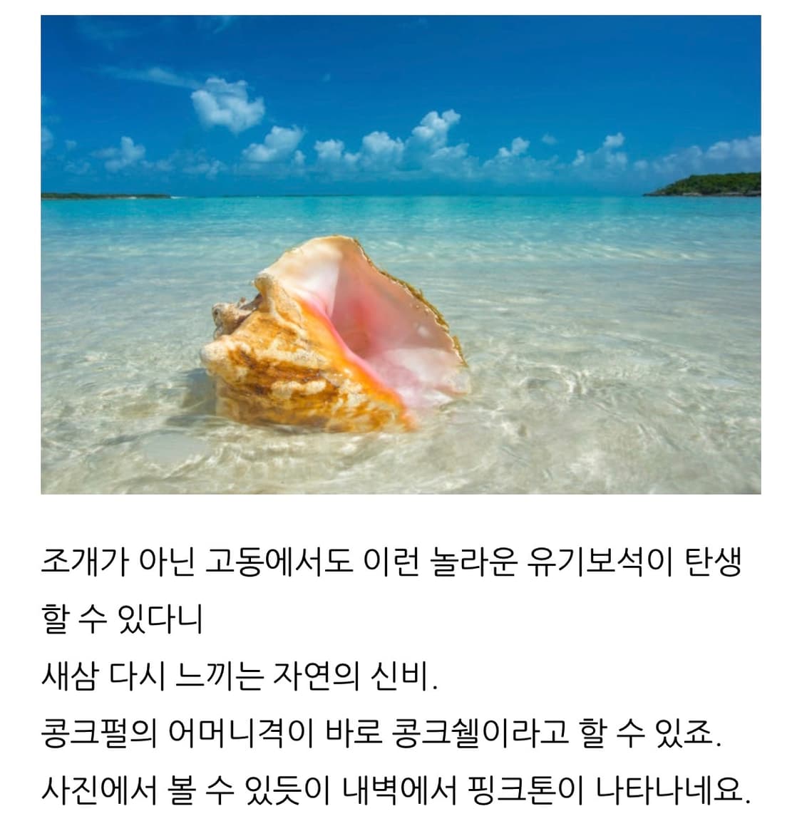 콩크쉘까메오 상품이미지10